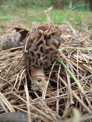 Morchella da determinare